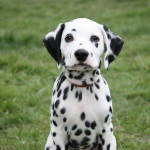 Meet your Posher, Mitchell